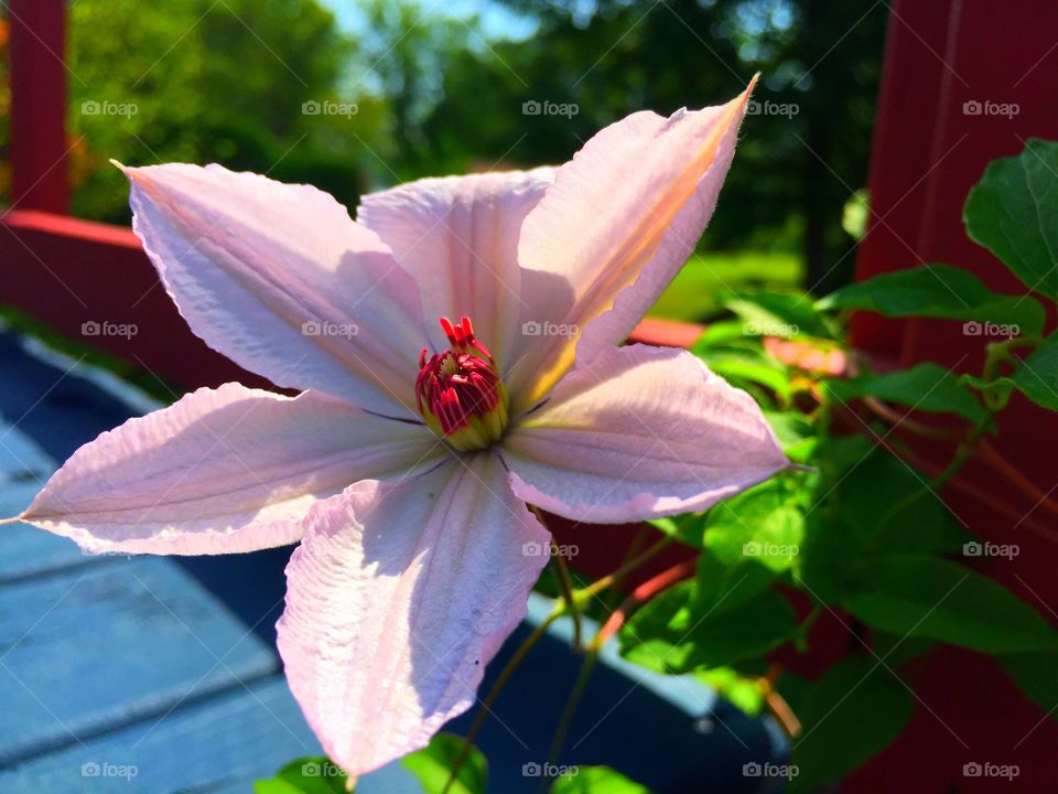 Beautiful pink clematis 