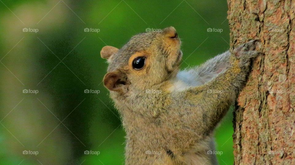 Critter Squirrel by feeder