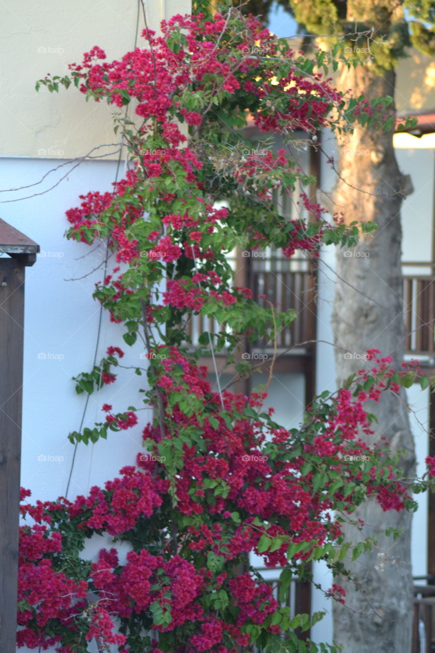 bouganvilla