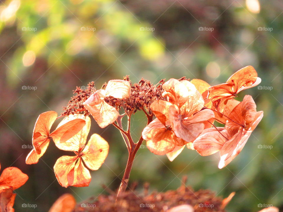 withered hydrangea