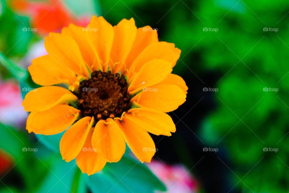 Orange daisy