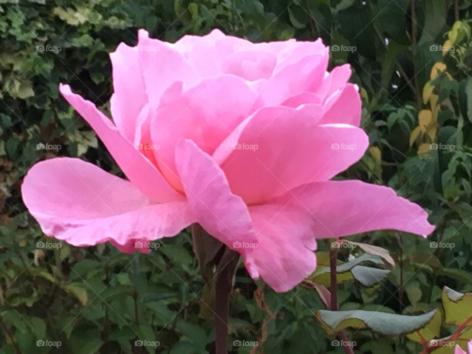 Large pale pink rose flower 