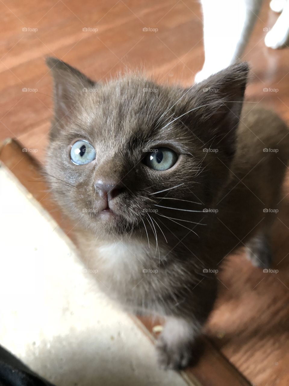 Small brown kitten with piercing blue eyes