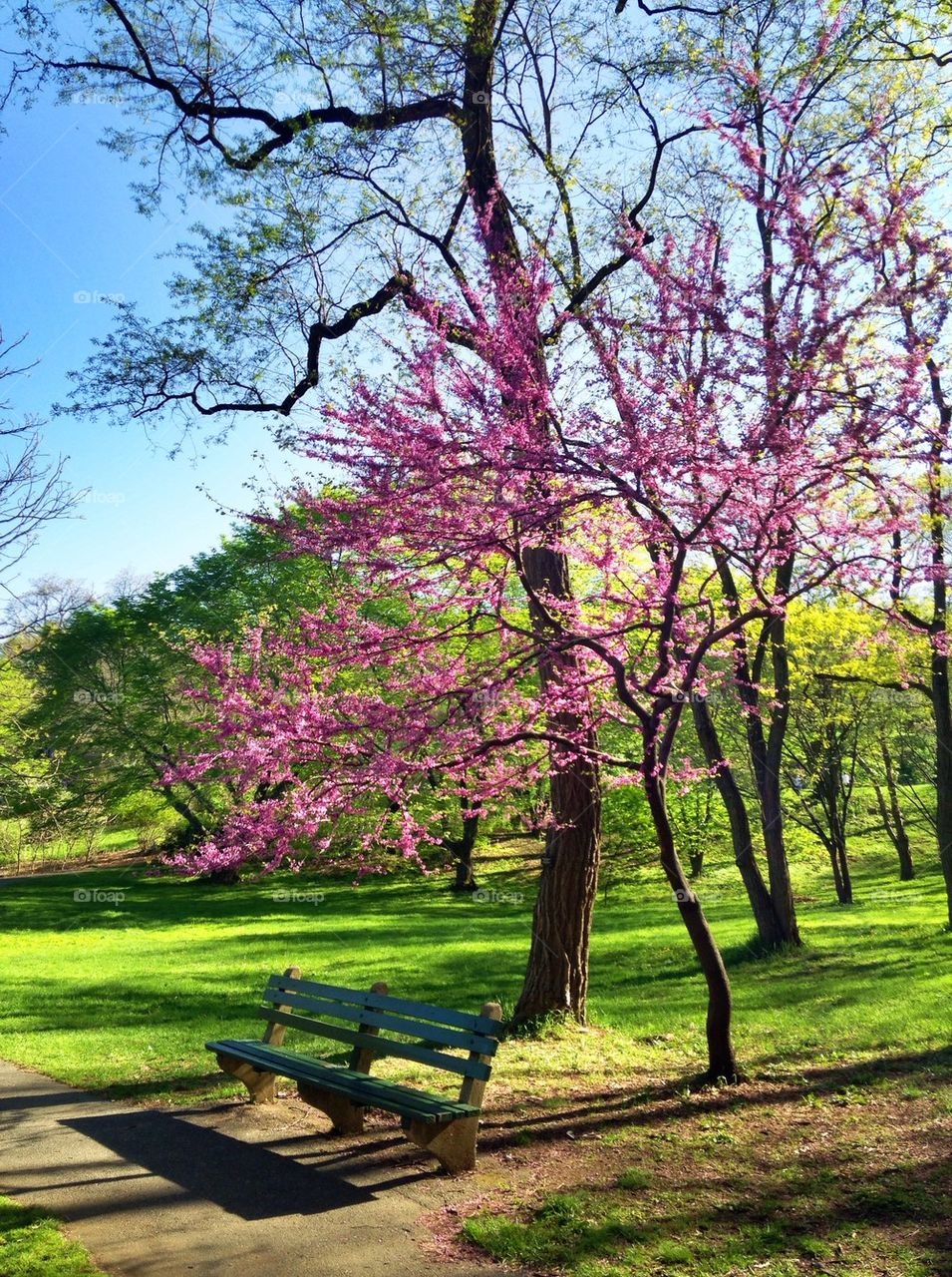 Empty bench in the garden