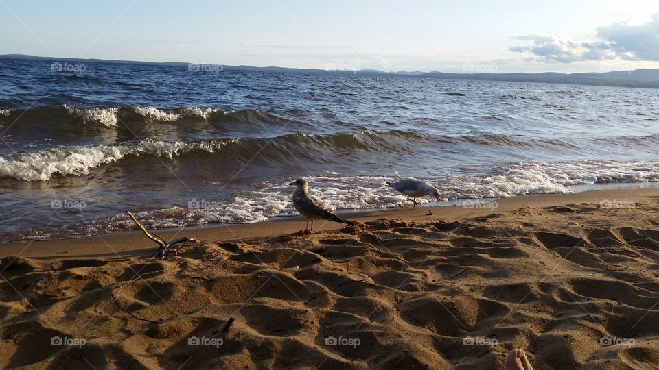 Birds Like the Beach too