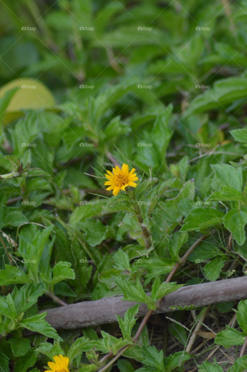 beautiful small flower photo taken by:DSLR camera nacon 300mm D3200