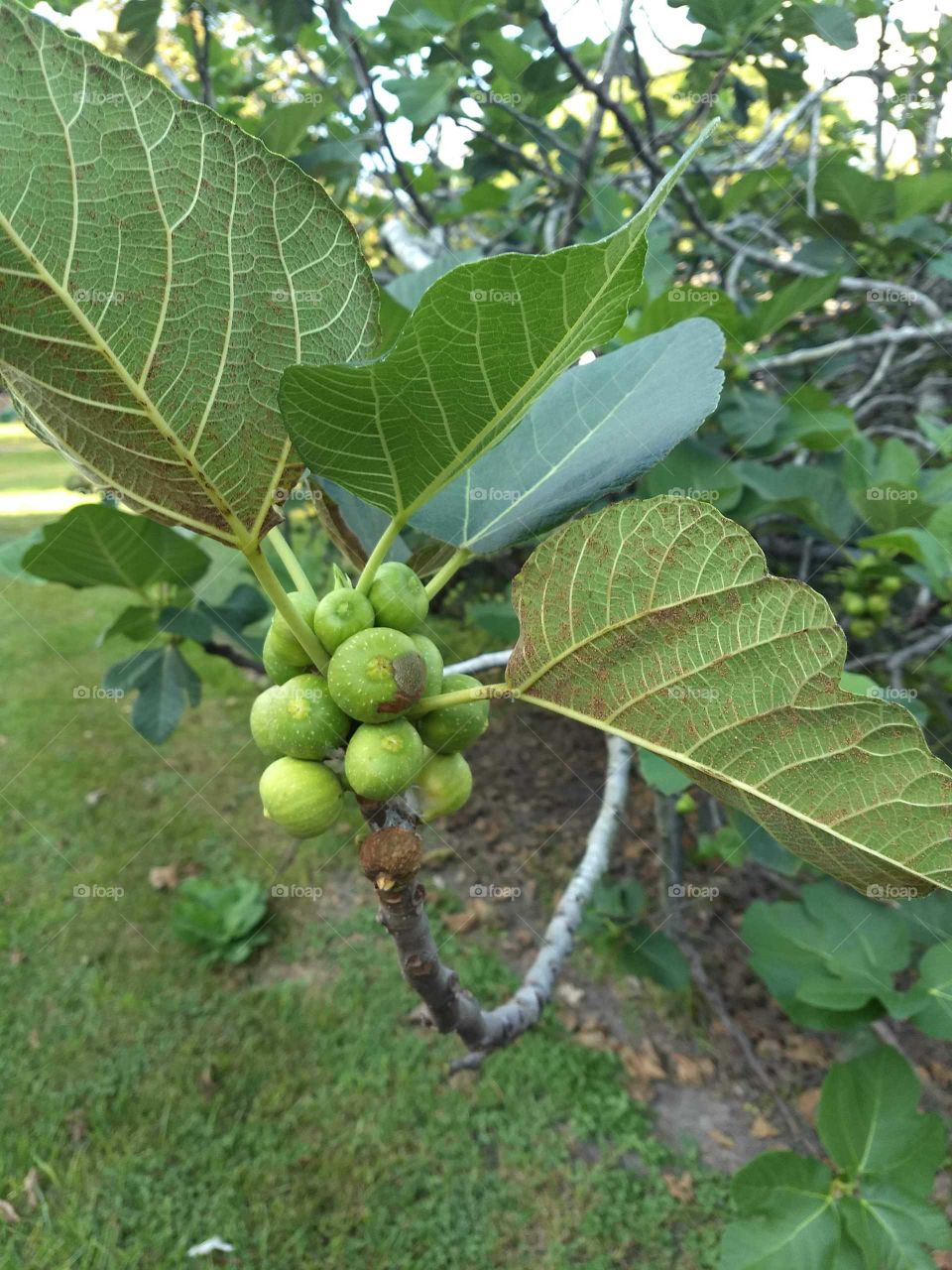 Fruit hanging up on tree