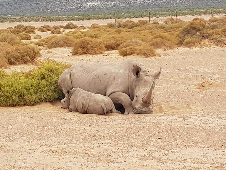rhino baby resting with mummy rhino during safari in south africa