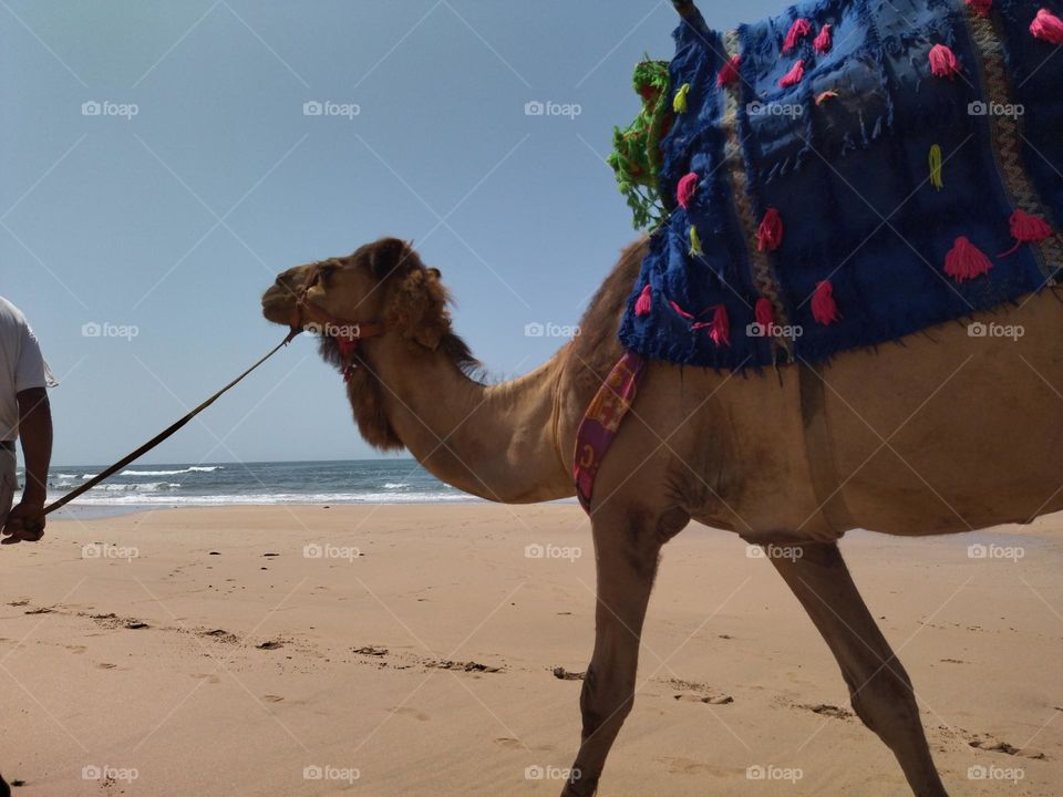 Camel in the beach