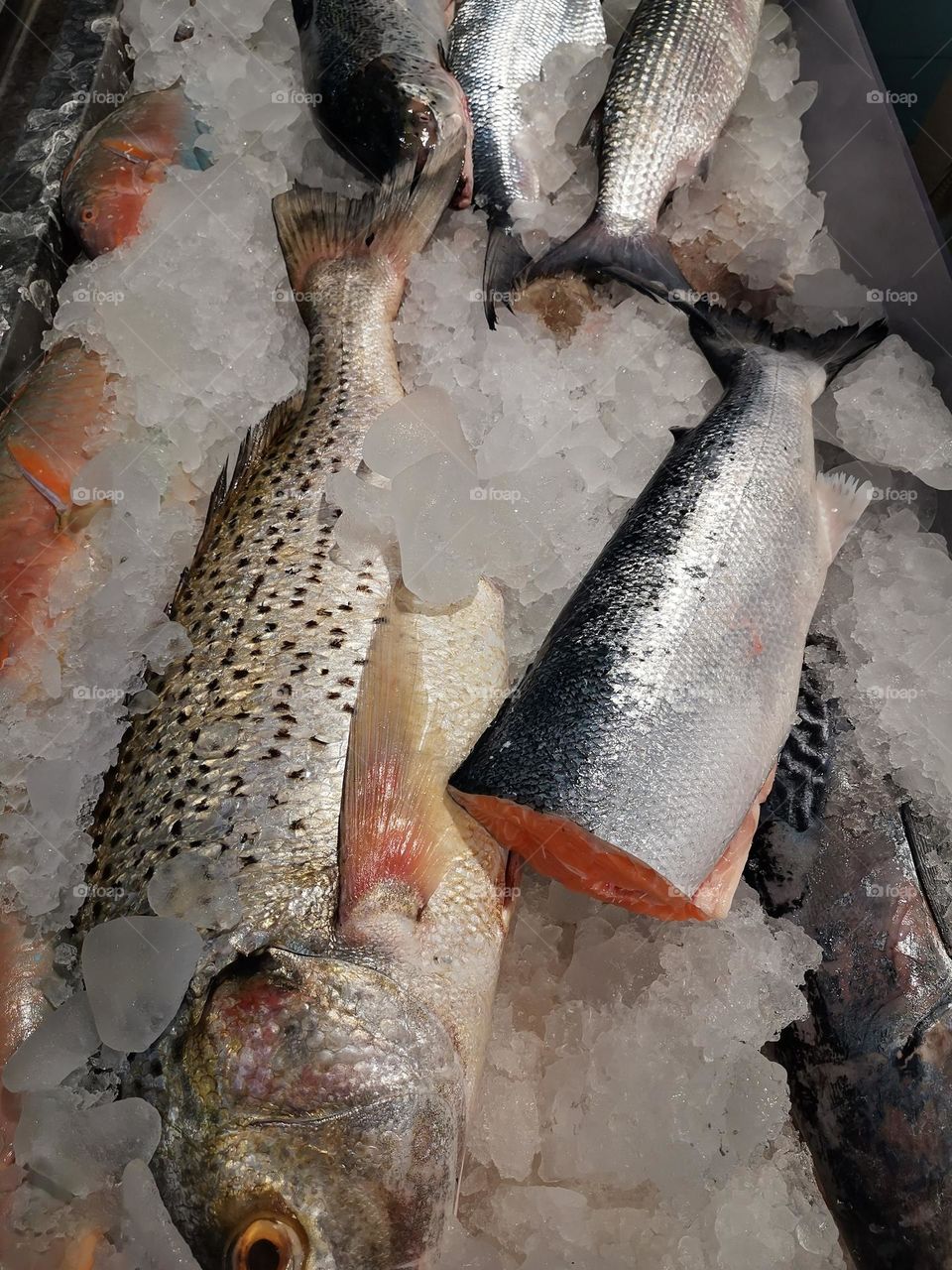 The presentation of fish should be immersed in ice