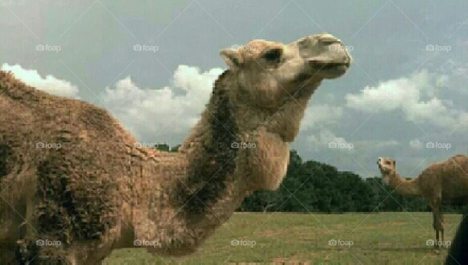 camel paradise