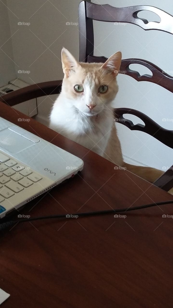 Cat working