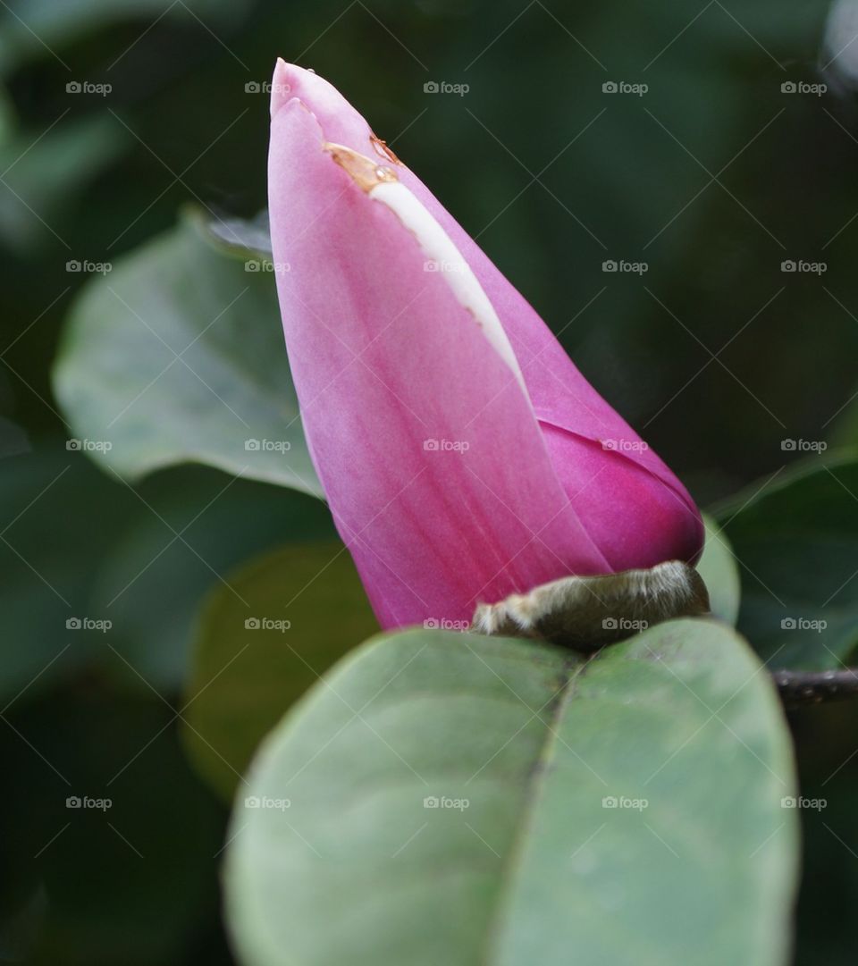 Pink flower bud