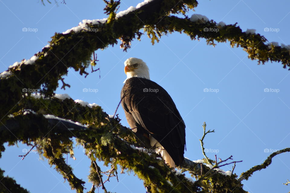 Bald eagle along the nooksack river. 