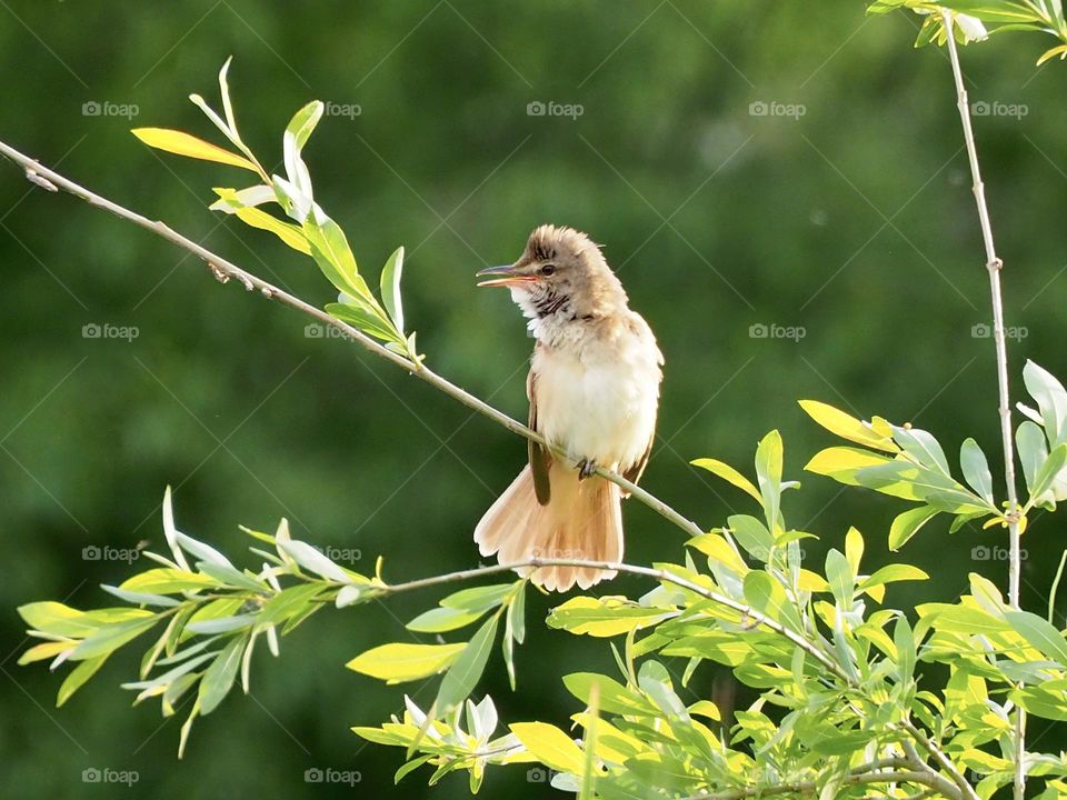 Reed warbler