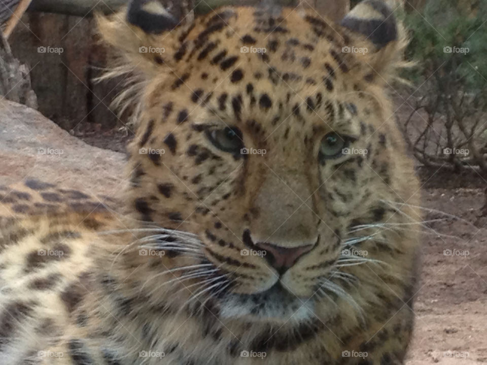 Beautiful Amur Leopard endangered species