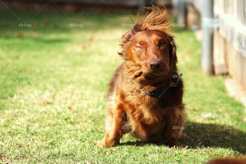 Shaking Dog