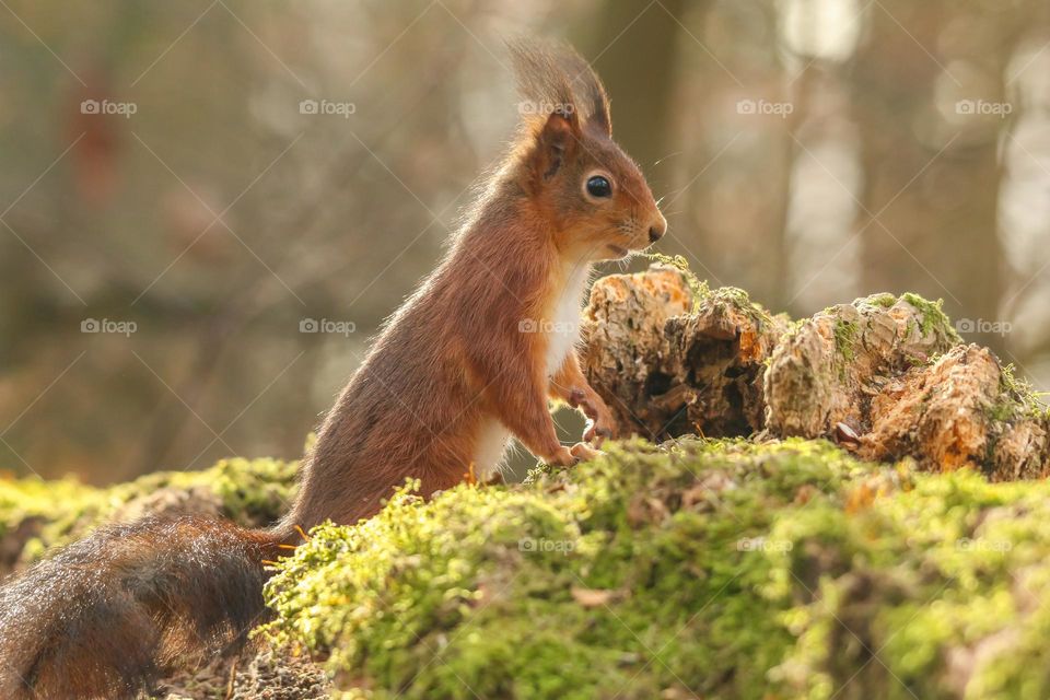 Cute red squirrel close-up in a forest in Brussels