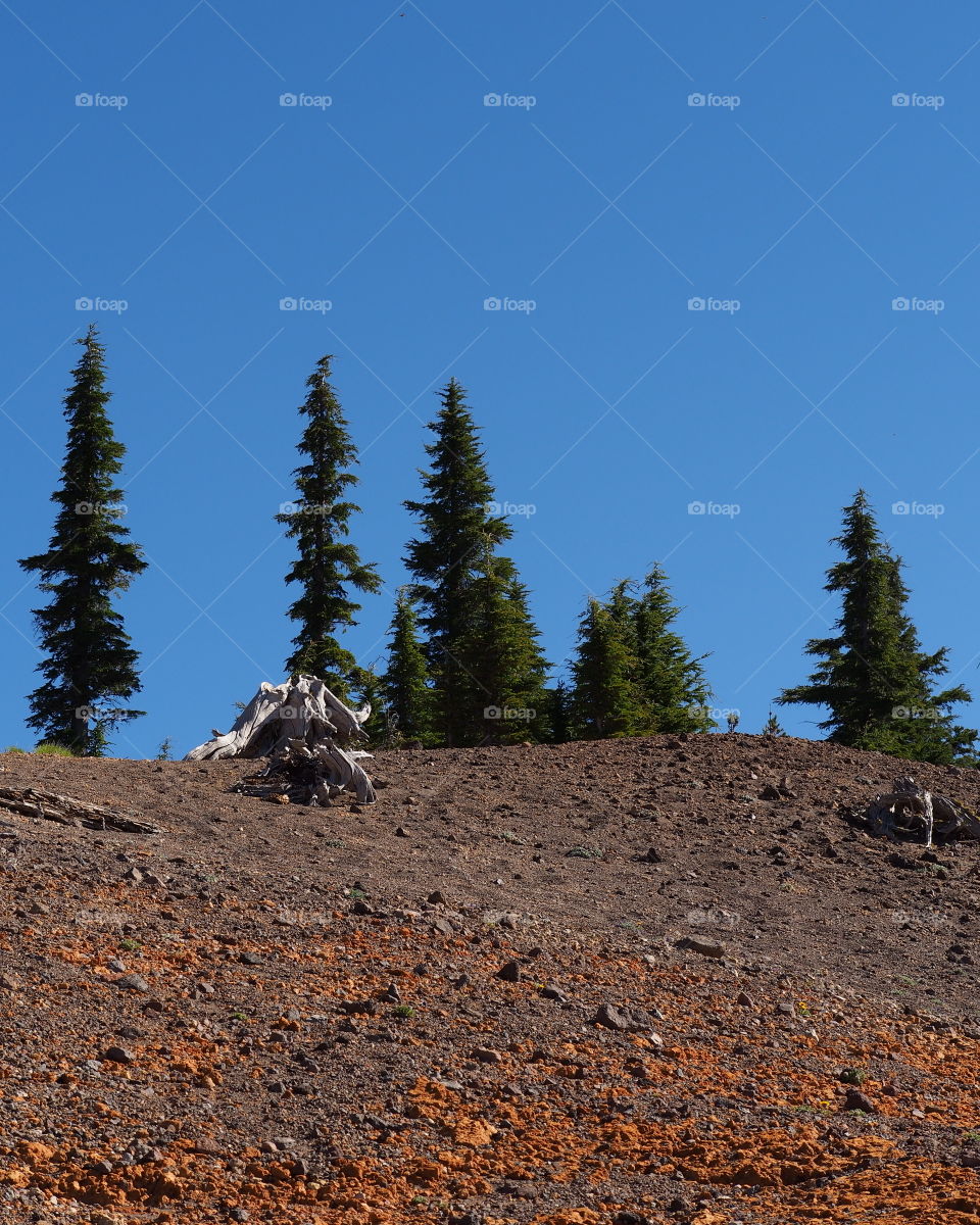 Beautiful trees at the top of a rocky hill in Southern Oregon on a sunny summer morning with rich clear blue skies.