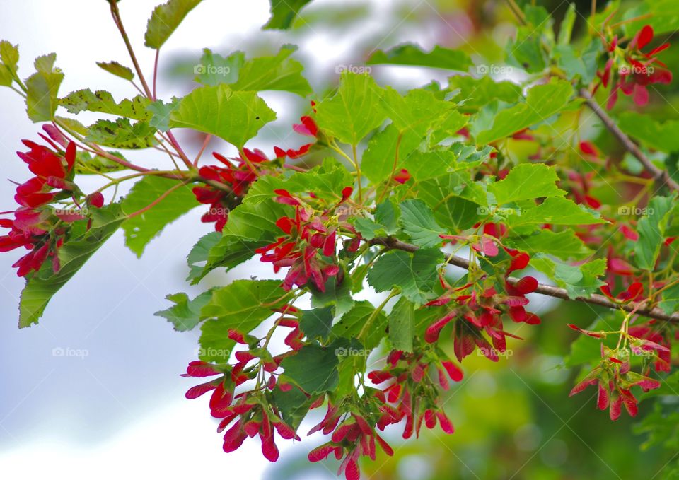 Prince Albert, SK, CA.  Bright red maple seeds on the branch