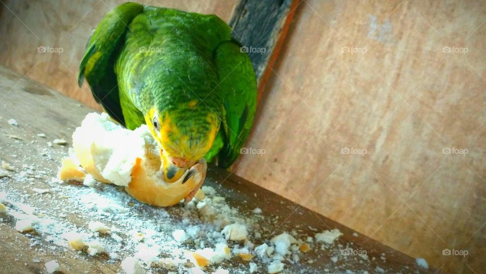 bird - papagaio - pão