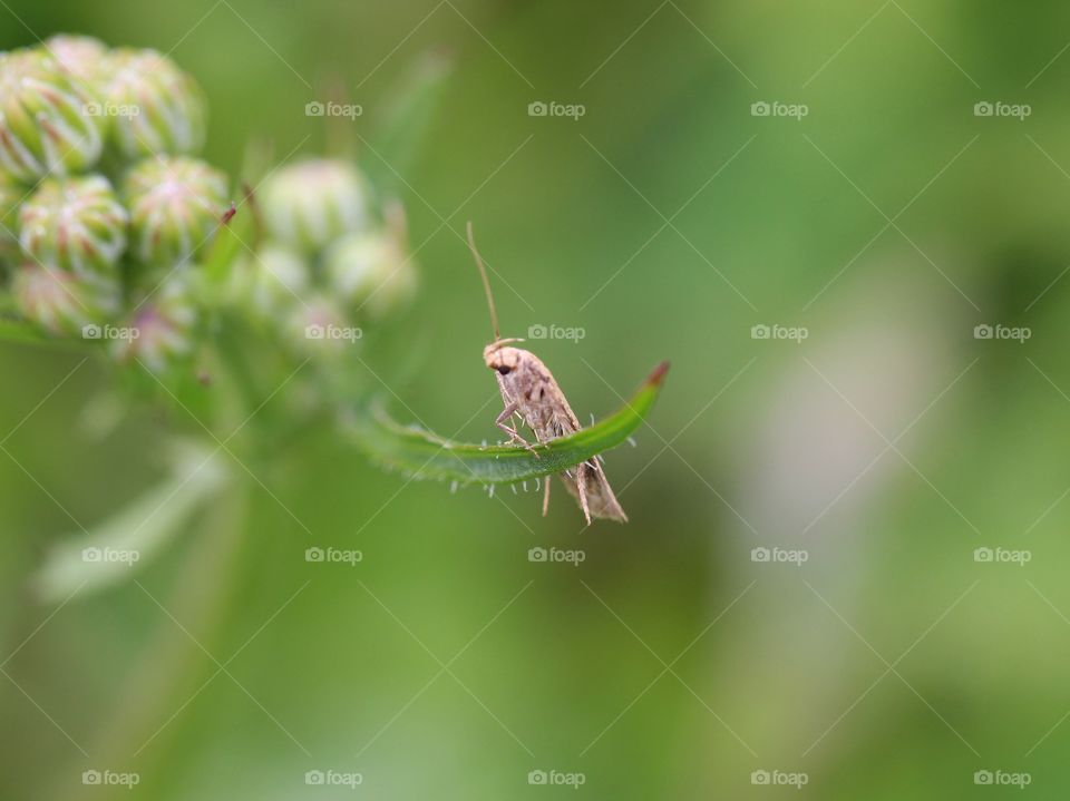 Beautiful macro moth relaxing on top of a flower branch