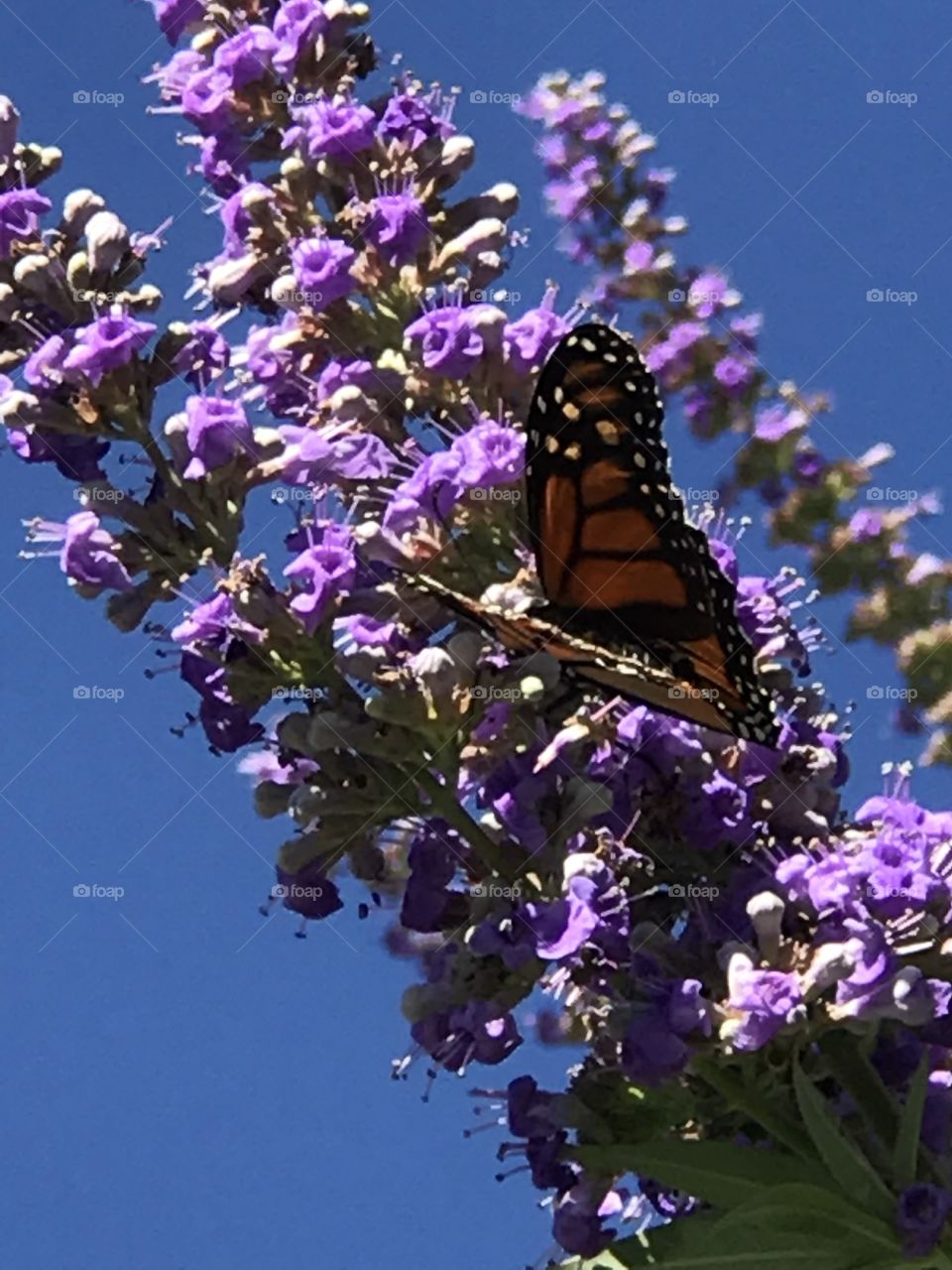 Texas Lilac and butterflies 