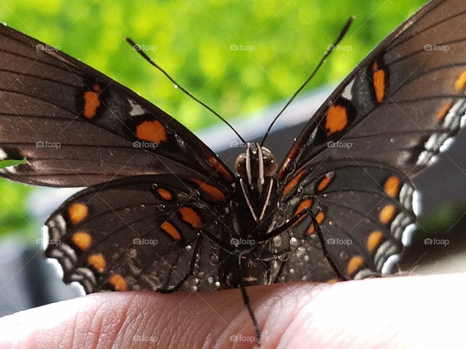 Red Spotted Purple Butterfly
