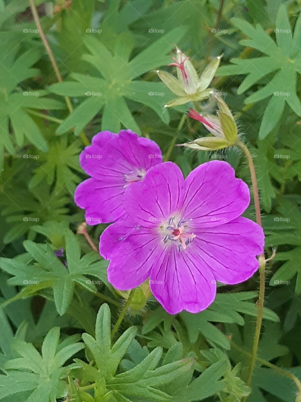 delicate pink flower