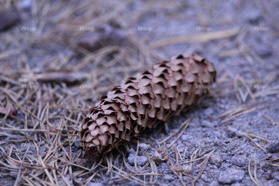 Pinecone