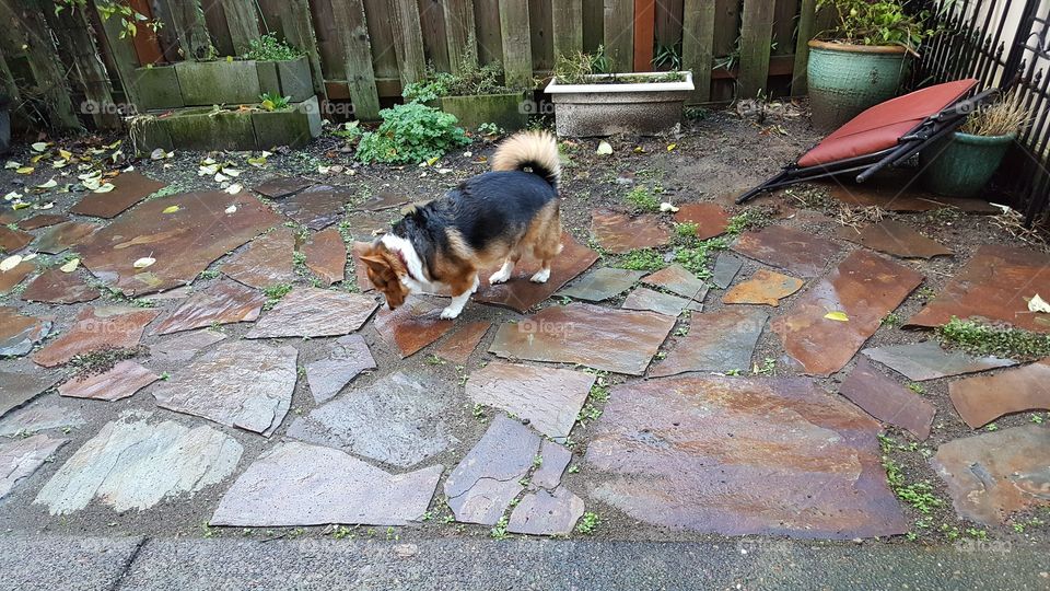 corgi