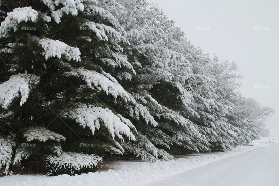snow on pine trees