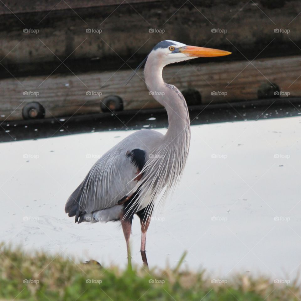 looking for dinner and posing