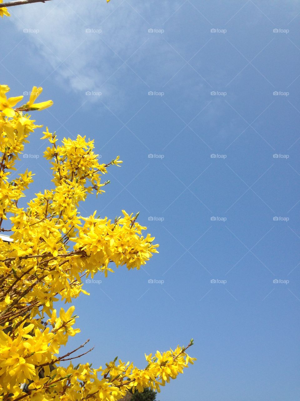 Nature, No Person, Leaf, Flower, Outdoors