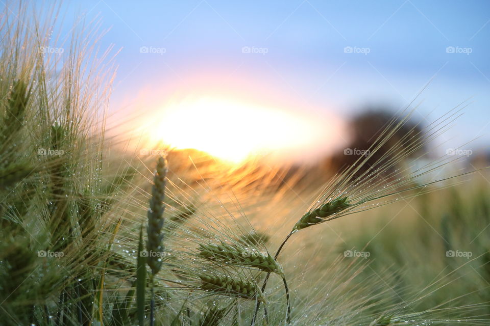 sunset and wheat ears after rain
