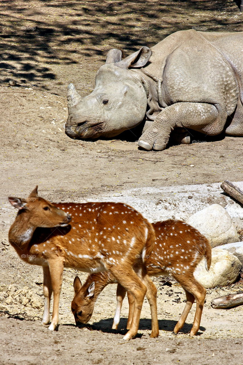 Close-up of roe deers