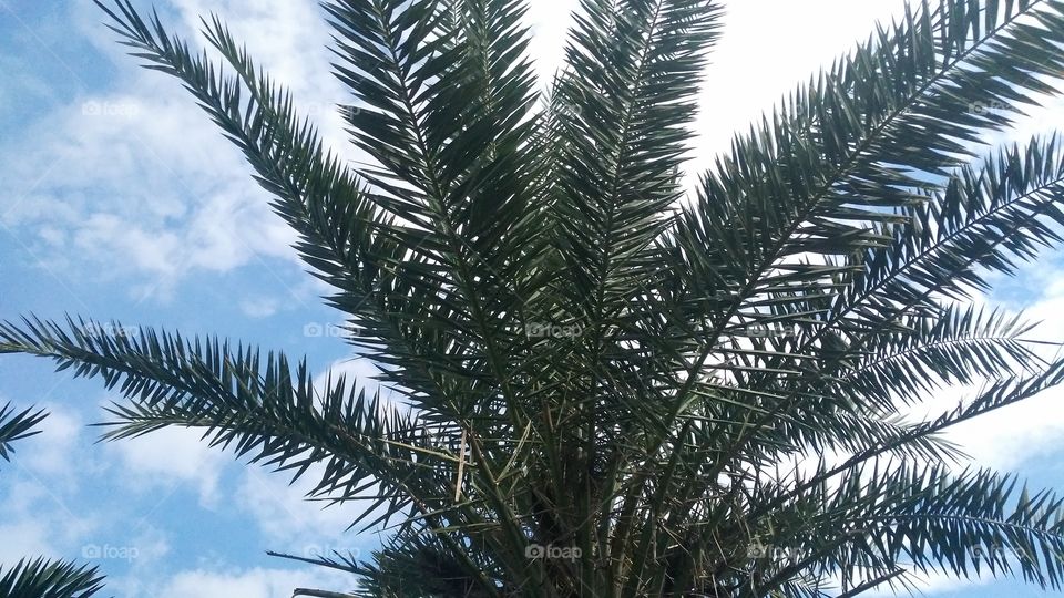 a beautiful date tree in the yard.