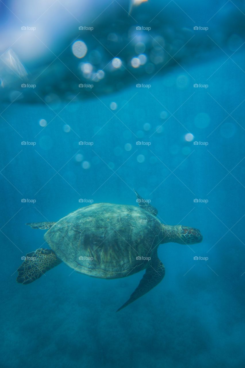 Hawaiian sea turtle
