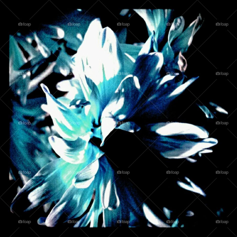 daisy. lighting effects