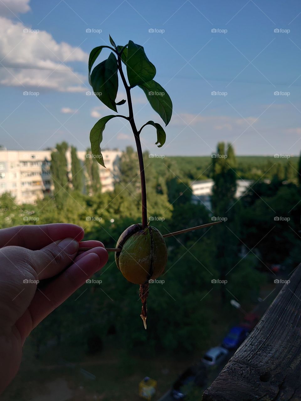 home grown avocado sprout