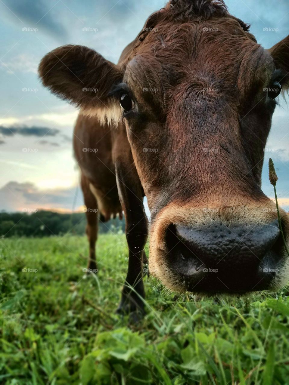 Cow-a-bunga Duuuuude!