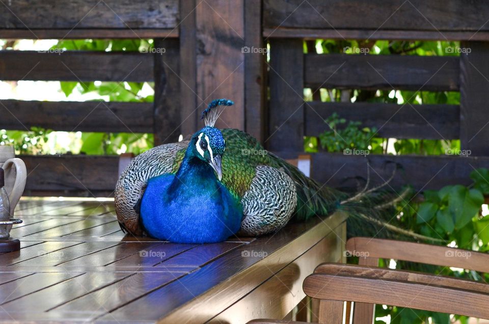 Peacock on a Restaurant Table