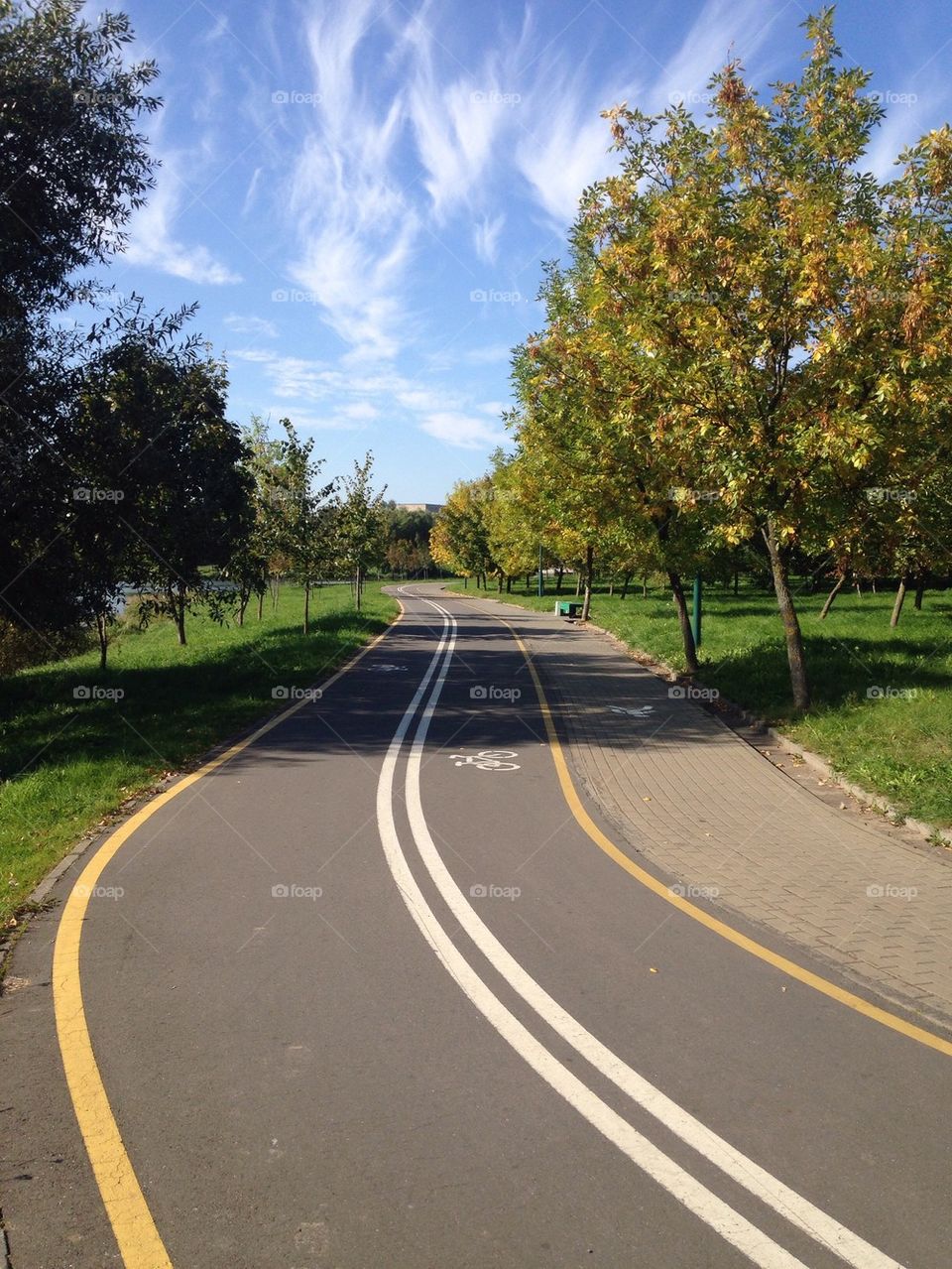 Empty road amidst trees