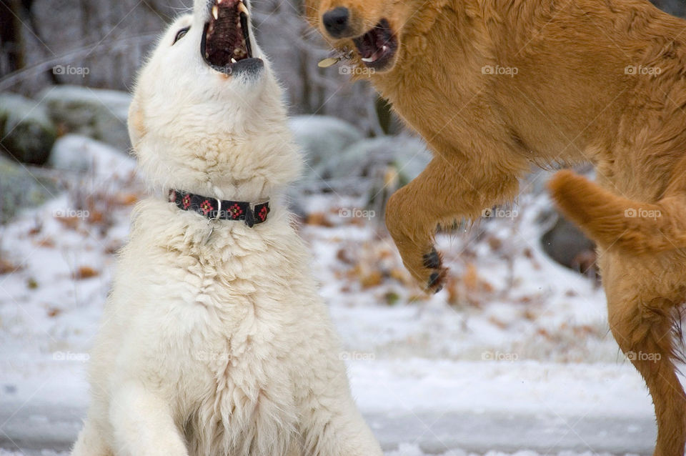 Two dogs wrestle in the ice encased landscape after an ice storm