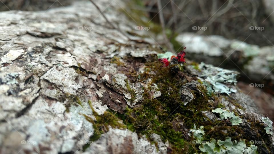 Moss, Nature, Lichen, No Person, Wood