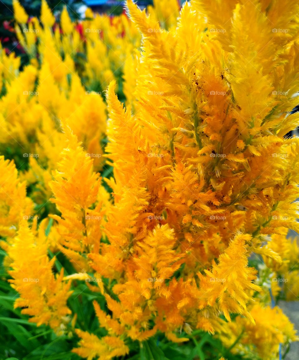 Yellow Celosia flower!
