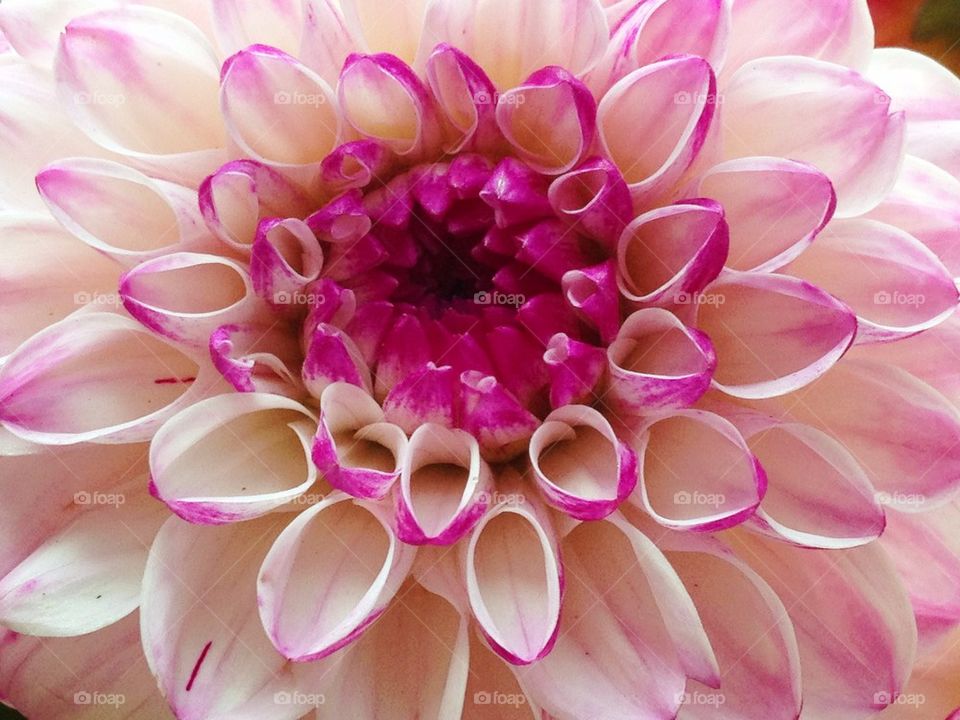 pink and white dahlia