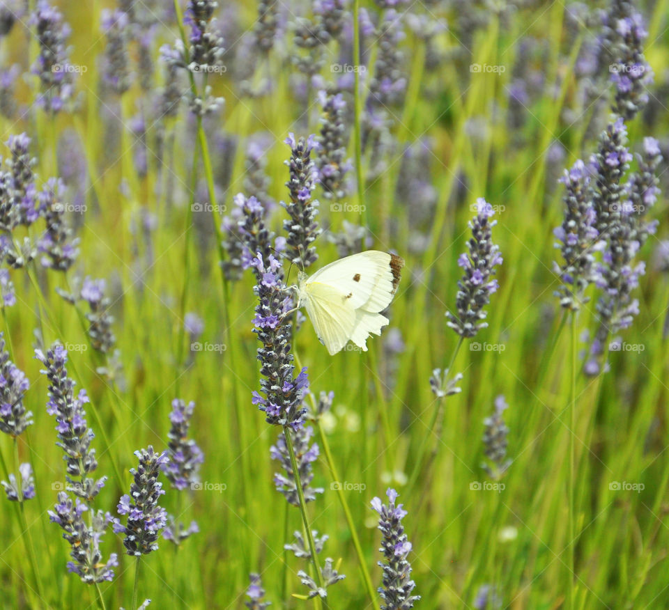 Butterfly in lavender field