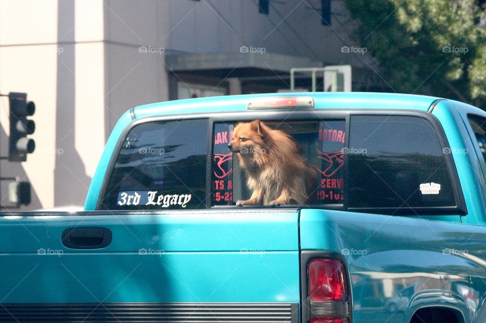 A Dog in the car