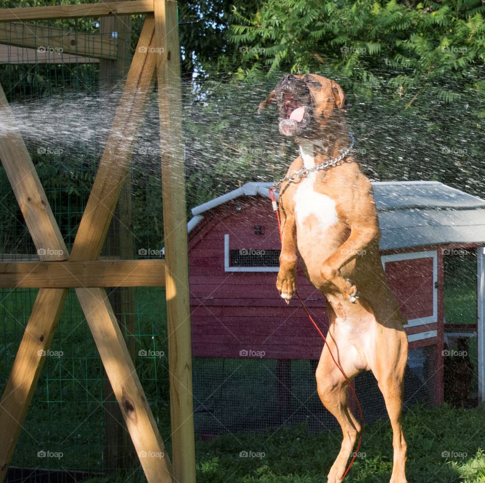 Boxer jumping up and trying to catch the water from a garden hose